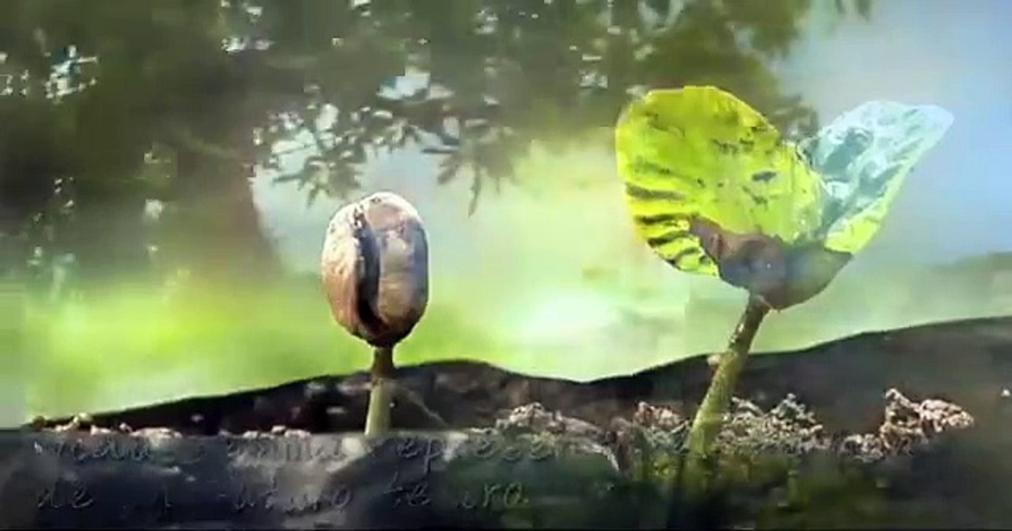 Café República Dominicana-Barahona