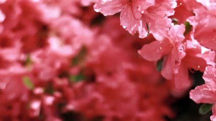 4 strand ribbon braids for long hair