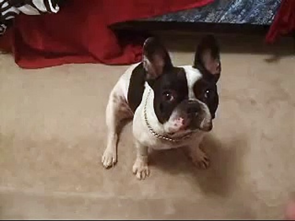 Can French Bulldogs Speak English even if they're French?