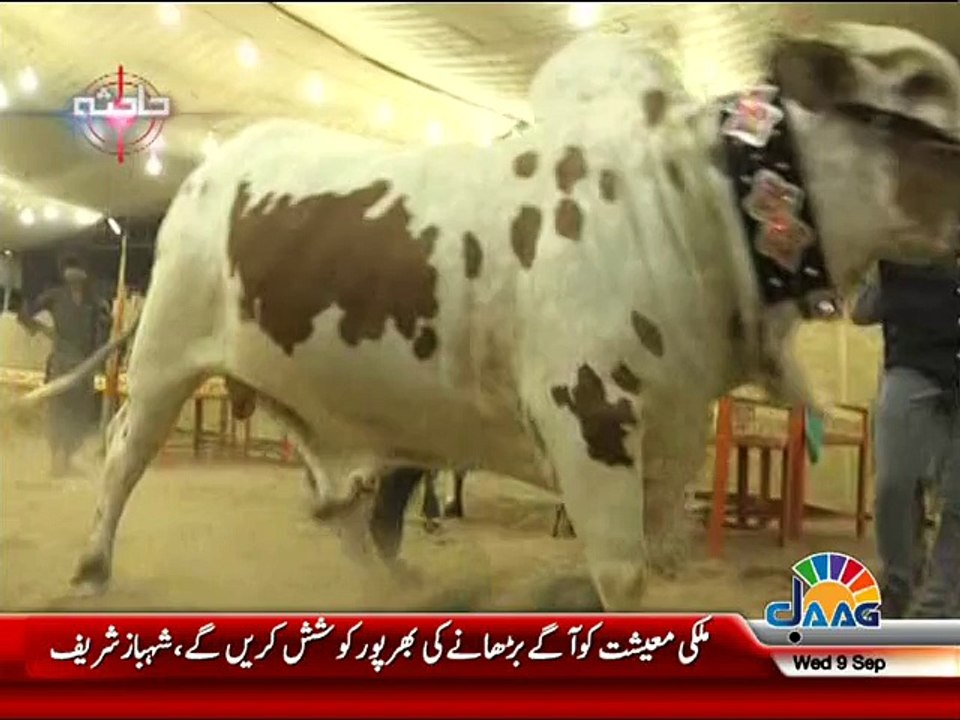 Cow Ka Andaz 2015