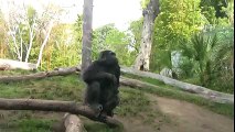 Gorillas at the San Diego Zoo doing funny things