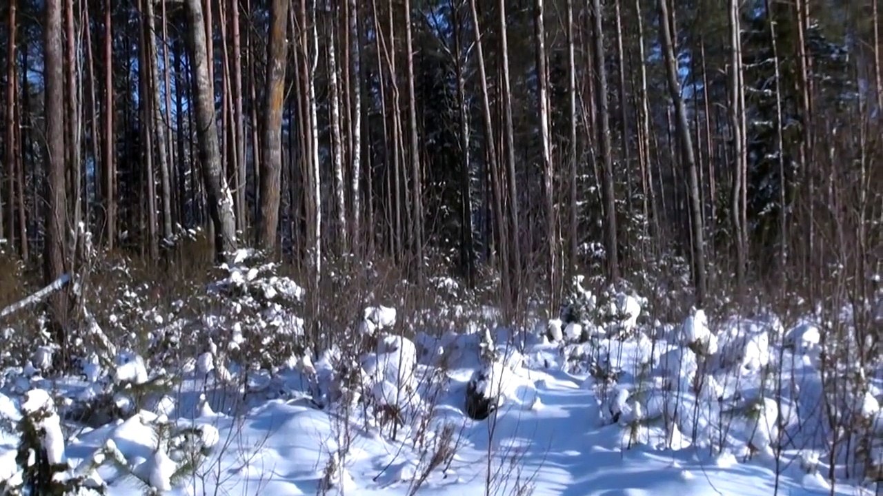 На зайца.mp4