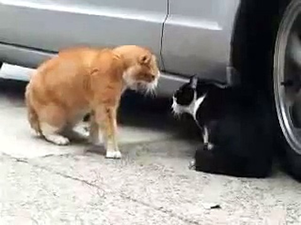 Cat ja kissa puhuvat