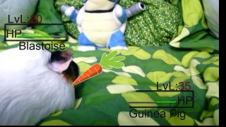 Guinea Pig Vs Blastoise - Pokemon
