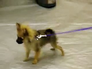 Bella, Toy Pomeranian, Puppy Pre-School, November 2007