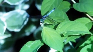 Dragonfly in HD