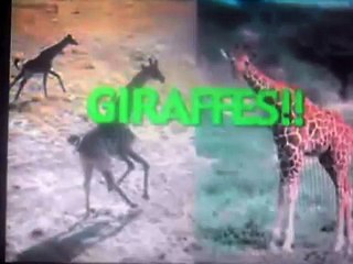 Giraffes!