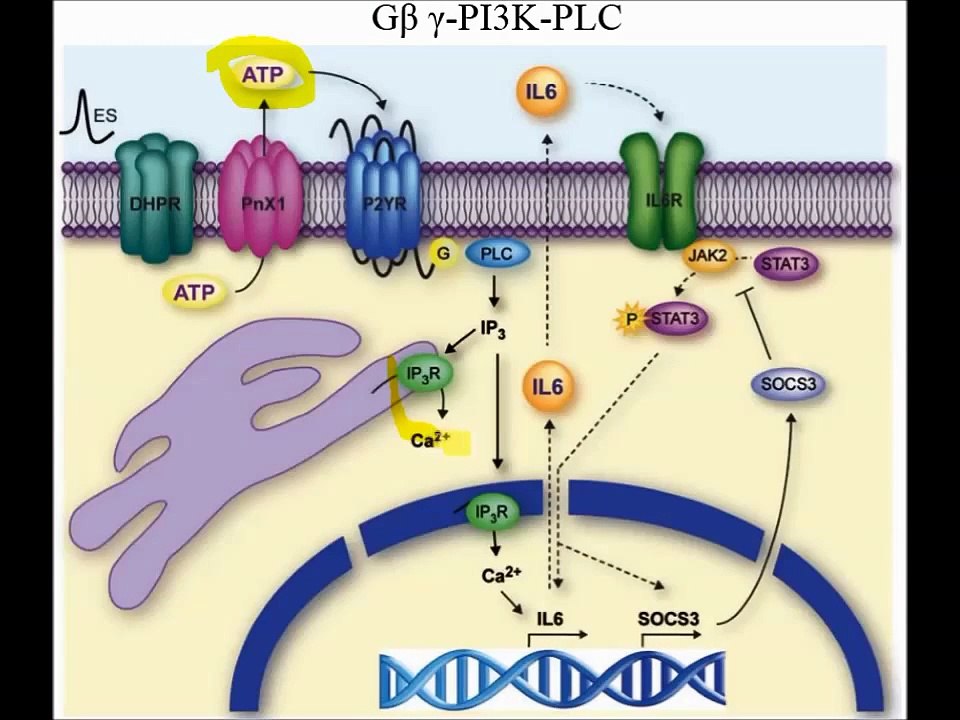 Exercise & Cytokines