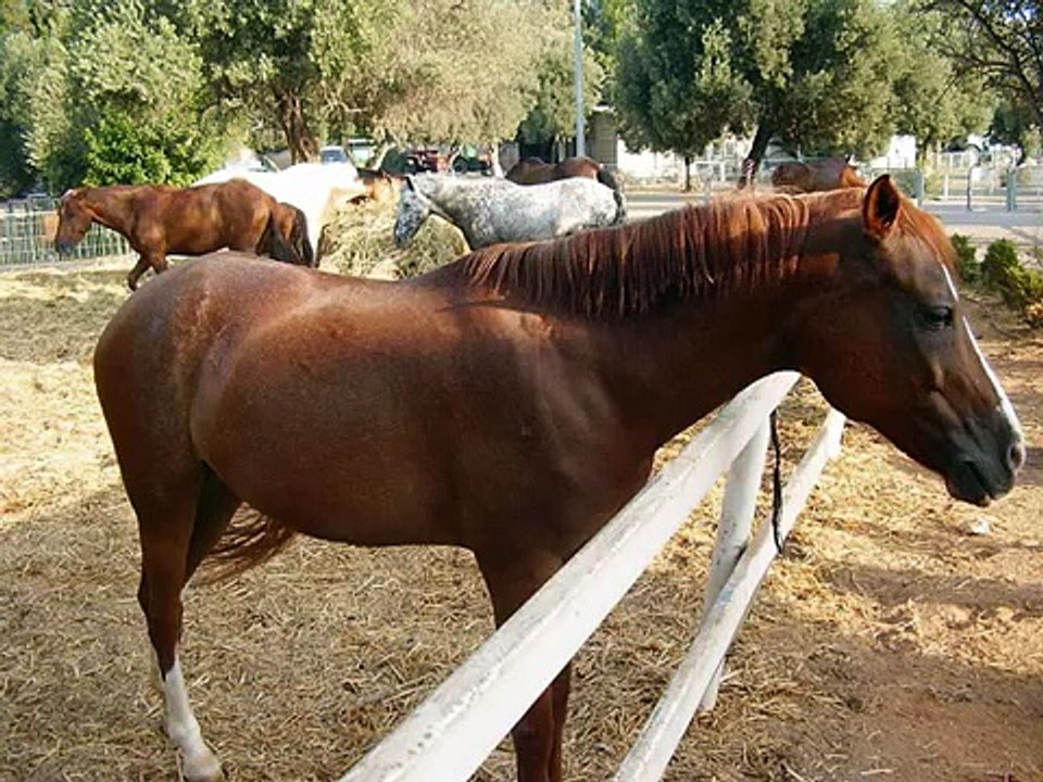 סוסים יפים