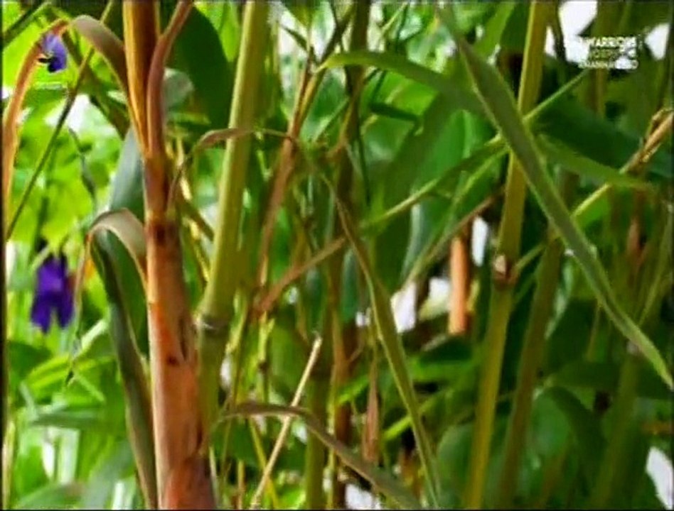 Kingdom of Plants (O Reino das Plantas) Episódio 1