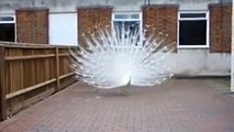 Amazing white peacock ..