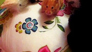 In Memory Of My Hamster, Peanut Part 2