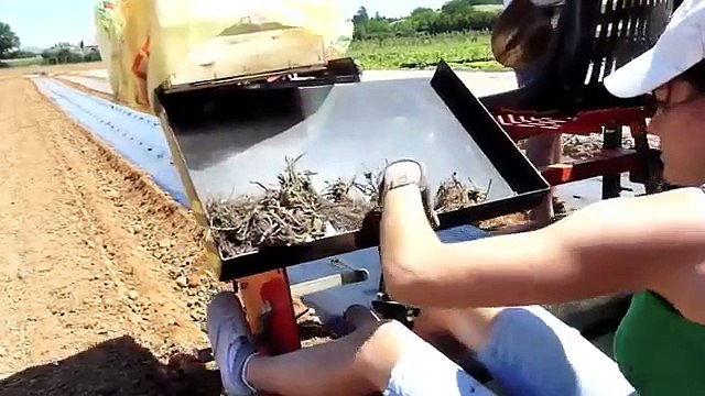 PLASTI PLANTEUSE plantation de fraisiers en racines nues