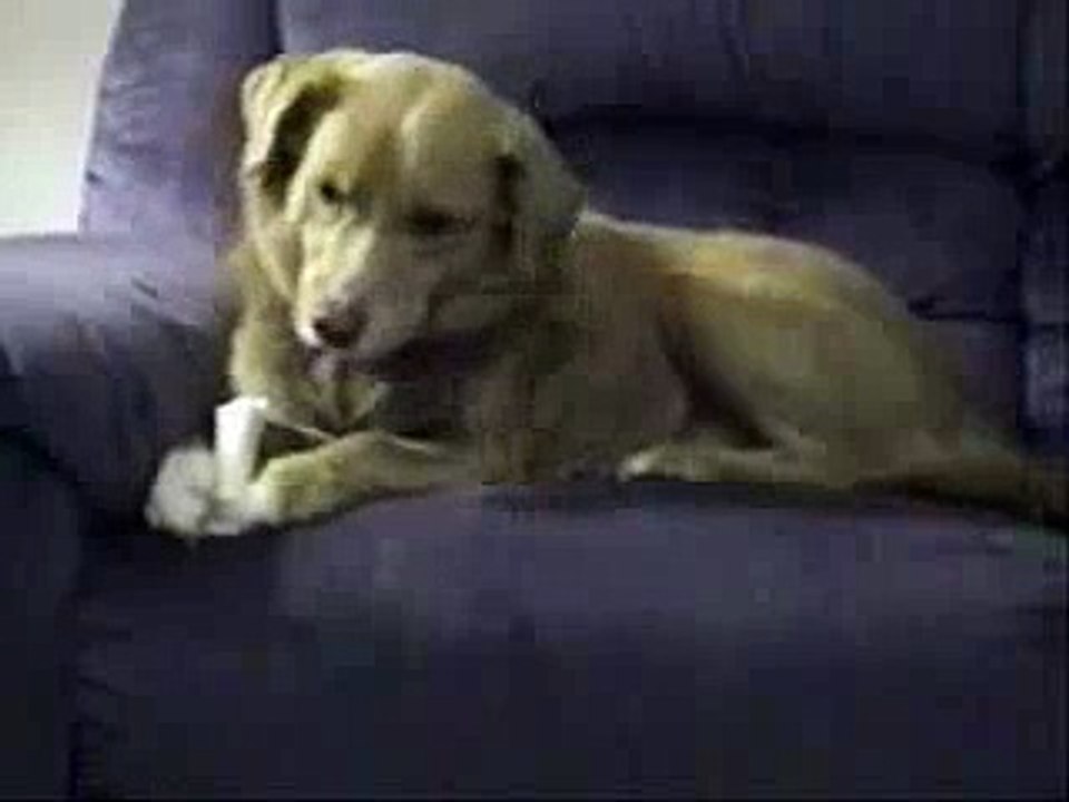 Perro tonto