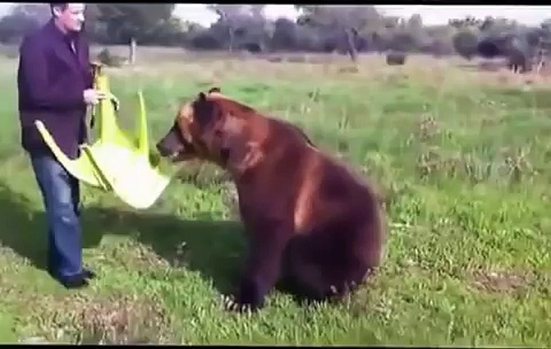 Incredibile orso domestico in Russia