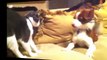 Dogs and cats meeting for the first time Cute and funny dog & cat compilation
