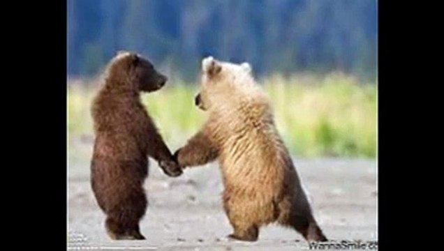 funny bears, funny bears, funny bears videos,