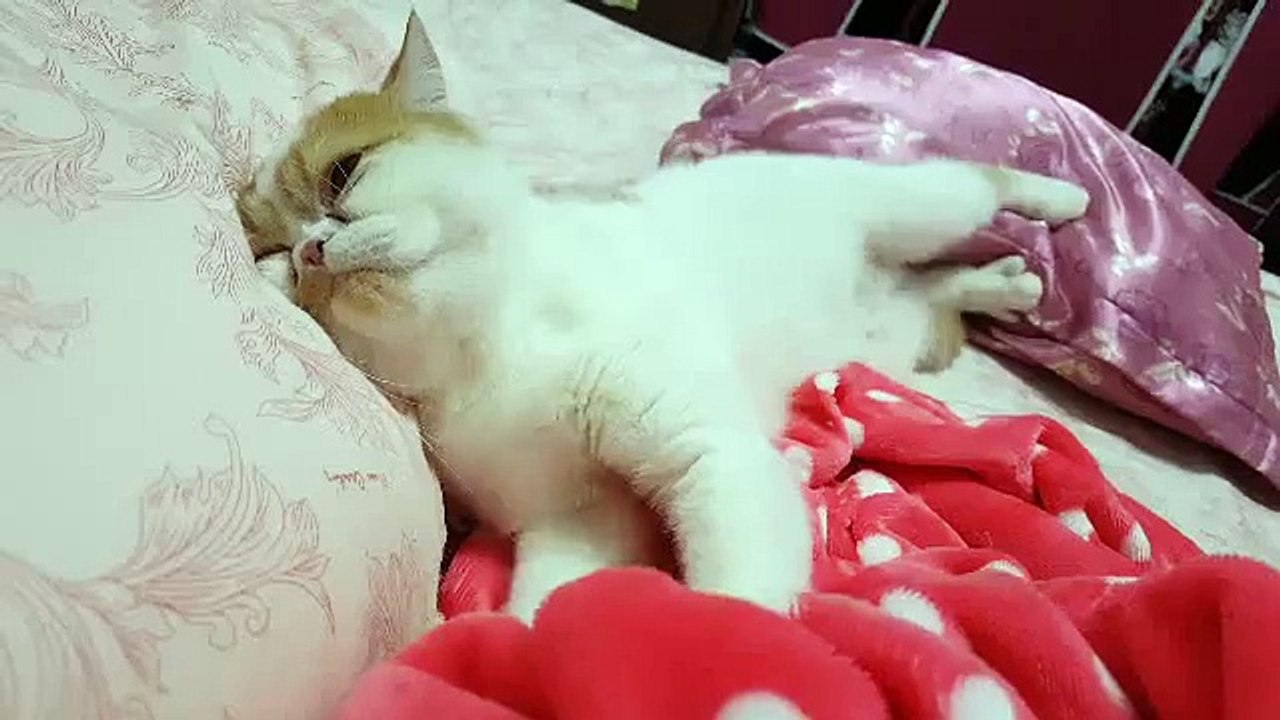 Funny cat and her dream