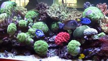 The Wonder of the Aquarium Store - Just video of Salt Water Fish and Corals