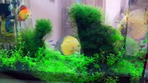 Freshwater Tank: Building new 27 and 10 gallon planted tank Part I