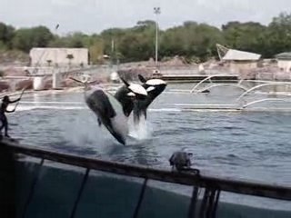 Les orques du Marineland
