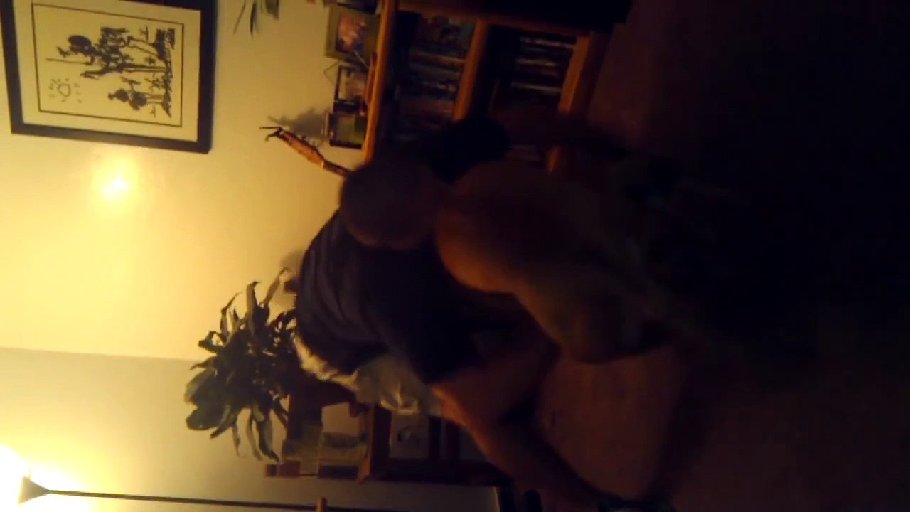 Hyper Bullmastiff jumps over mom's lap