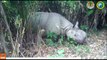 Indonésia descobre filhotes do rinoceronte mais raro do mundo