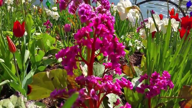 Flower Beds in Wonderful Copenhagen 10/ - Tivoli Gardens 4/