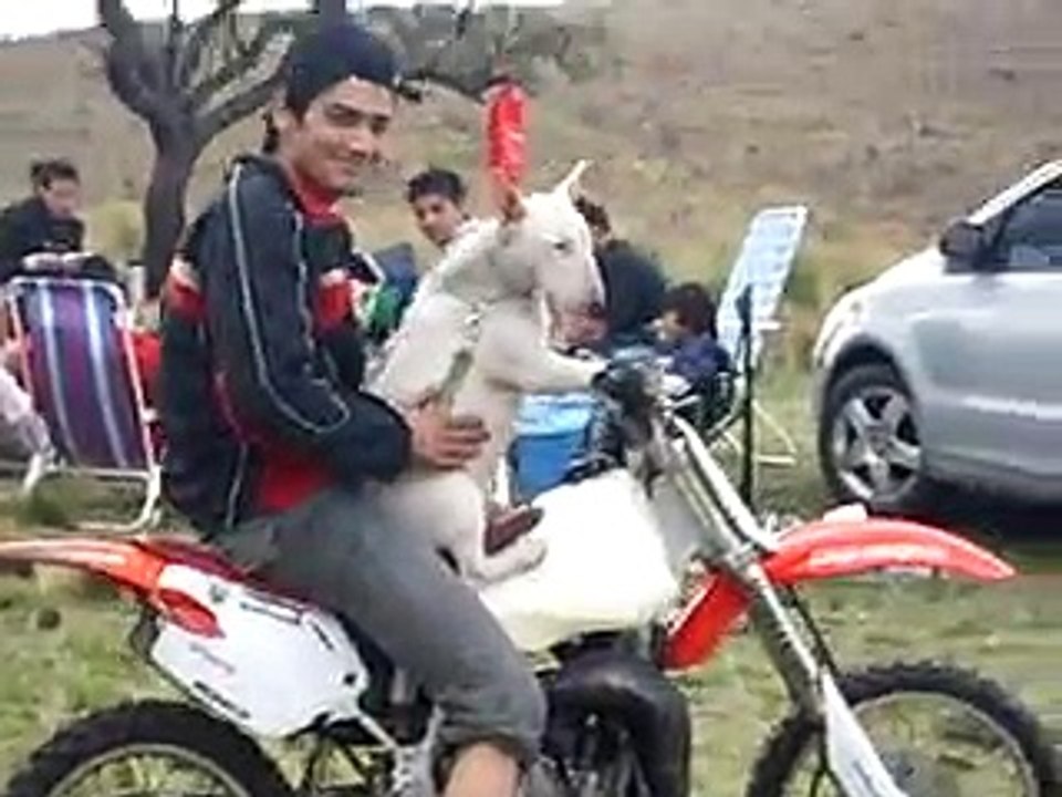 bull terrier calpso en moto