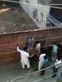 Pakistan Bull Fighting , Eid Qurbani , 2015