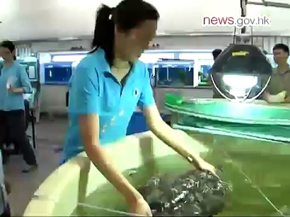 追蹤綠海龜 盼重聚一天 (10.5.2011)