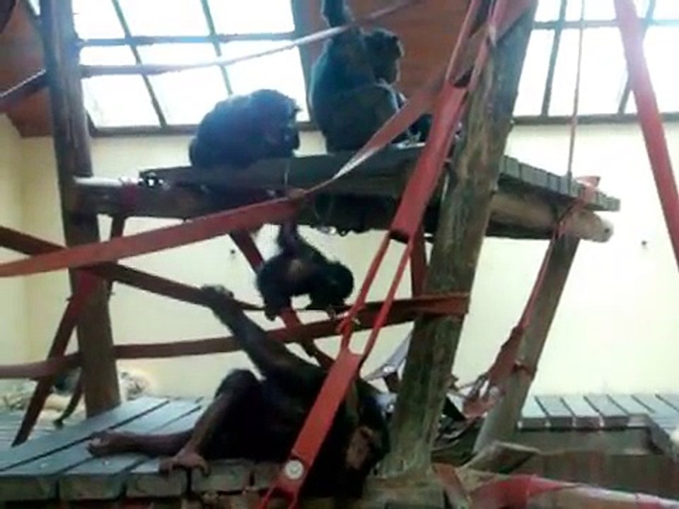 Monkey World sept. 2014: Thelma in Hananya's group