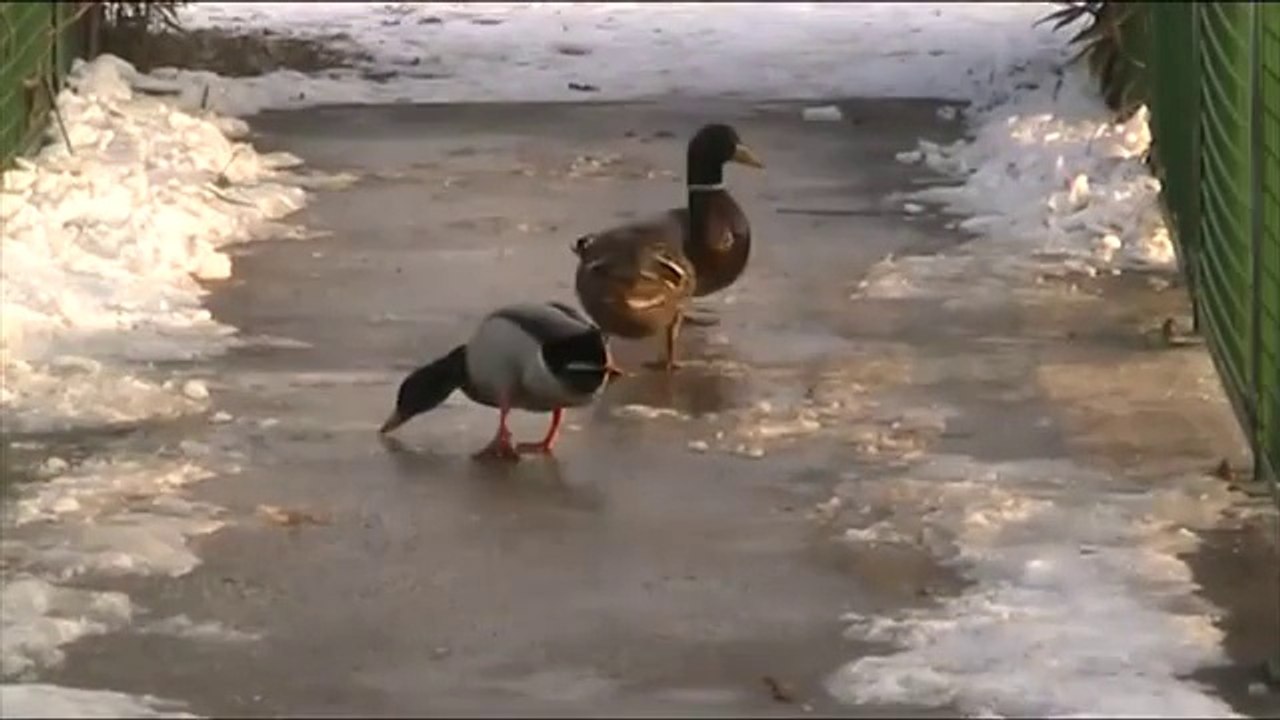 CANARD SUR GLACE
