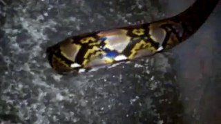 Python spotted along Balestier road, Singapore