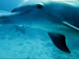 Delfin spielt mit Qualle im roten Meer