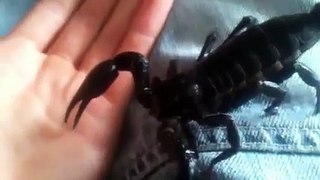 A quick look at my giant forest scorpion