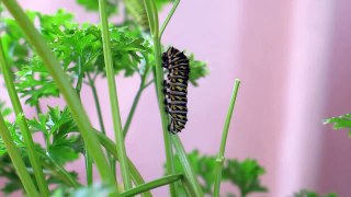 Caterpillar Molting