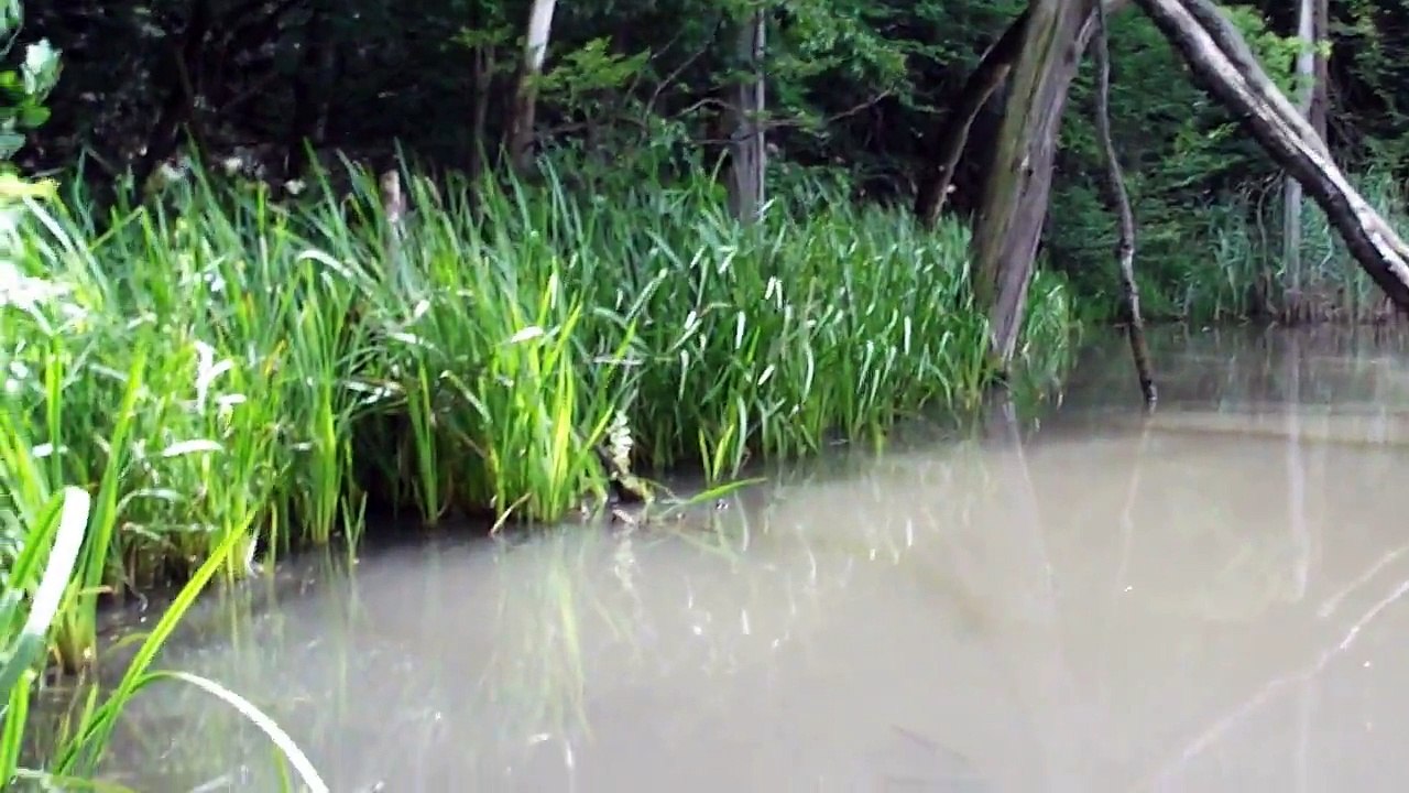 WALD SEE - BIBER  ......