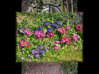 PARC DE L'ARBORETUM ANGERS