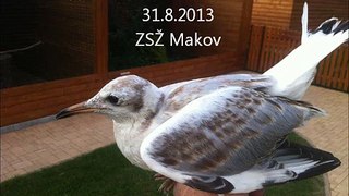 Vypouštění racka chechtavého, 31.8.2013, ZSŽ Makov