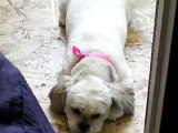 Sophie the Bichon Shih tzu shows her playful side at itzaClip! Doggy Day Spa