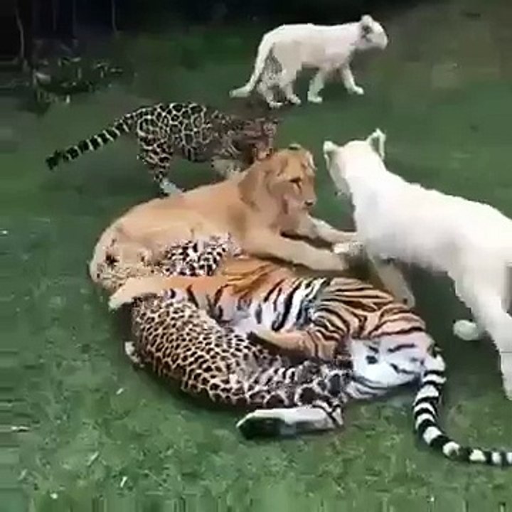 wild animal play