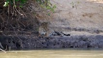 Male Jaguar grooming, yawning and exiting  - Pantanal, Brazil