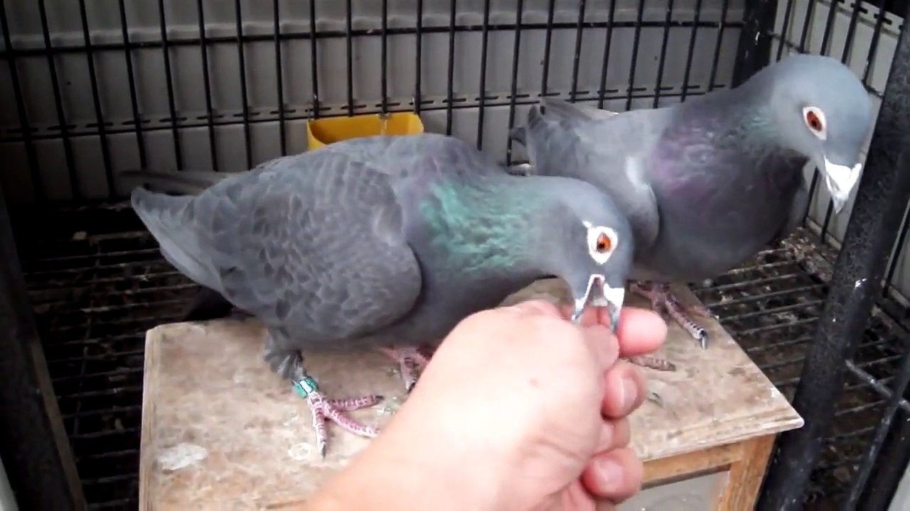 Black Racing Pigeons