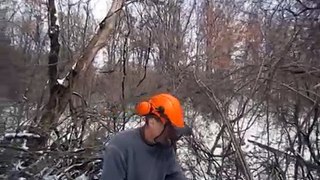 Killing a Big Buckthorn (rhamnus cathartica), a highly invasive tree or shrub