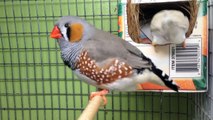 Zebra Finches going to nest