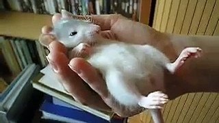 Super calm baby rat