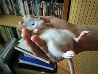 Super calm baby rat