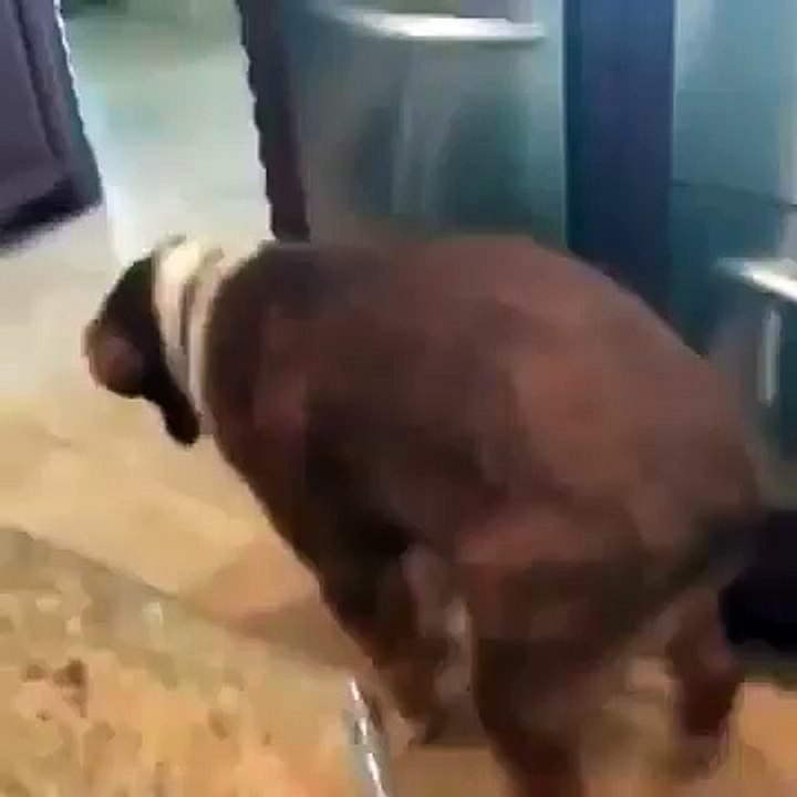 The Funny dog