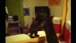 Funny Videos 2015 - Funny Cats Video - Funny Cat Videos Ever - Funny Animals Funny Fails